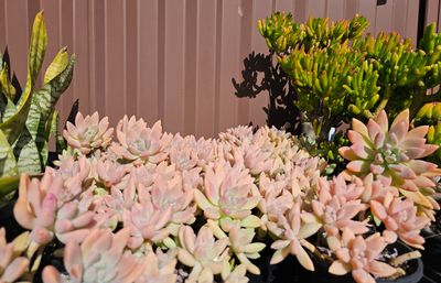 Prolific Growing Graptosedum ‘Francesca Baldi’ — Rosy-Hued Succulent Beauty
