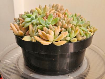 Prolific Growing Graptosedum ‘Francesca Baldi’ — Rosy-Hued Succulent Beauty