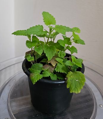 Cat's favourite Catnip plant - repels insects too!