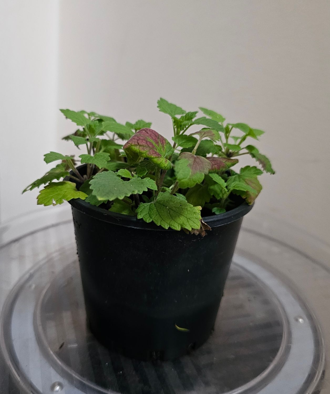 Cat's favourite Catnip plant - repels insects too!