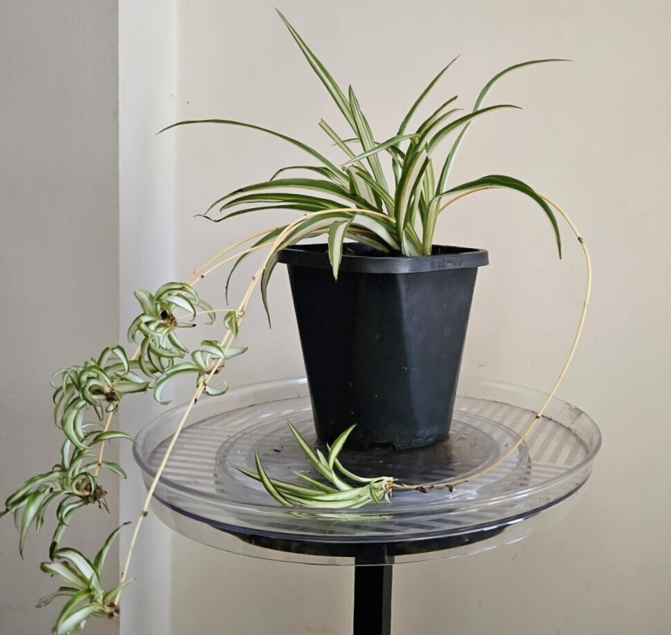 Air-Purifying Chlorophytum Comosum ‘Variegated Spider Plants