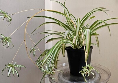 Air-Purifying Chlorophytum Comosum ‘Variegated Spider Plants