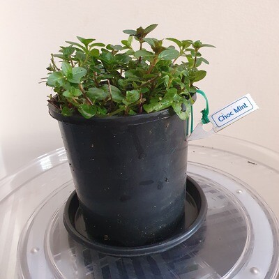 Refreshing Minty Choc Mint Natural pesticide-insect repellent