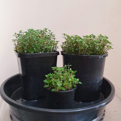 Refreshing Lemony Thymus Citriodorus 'Lemon Thyme' Refreshing Lemony Thymus Citriodorus 'Lemon Thyme'
