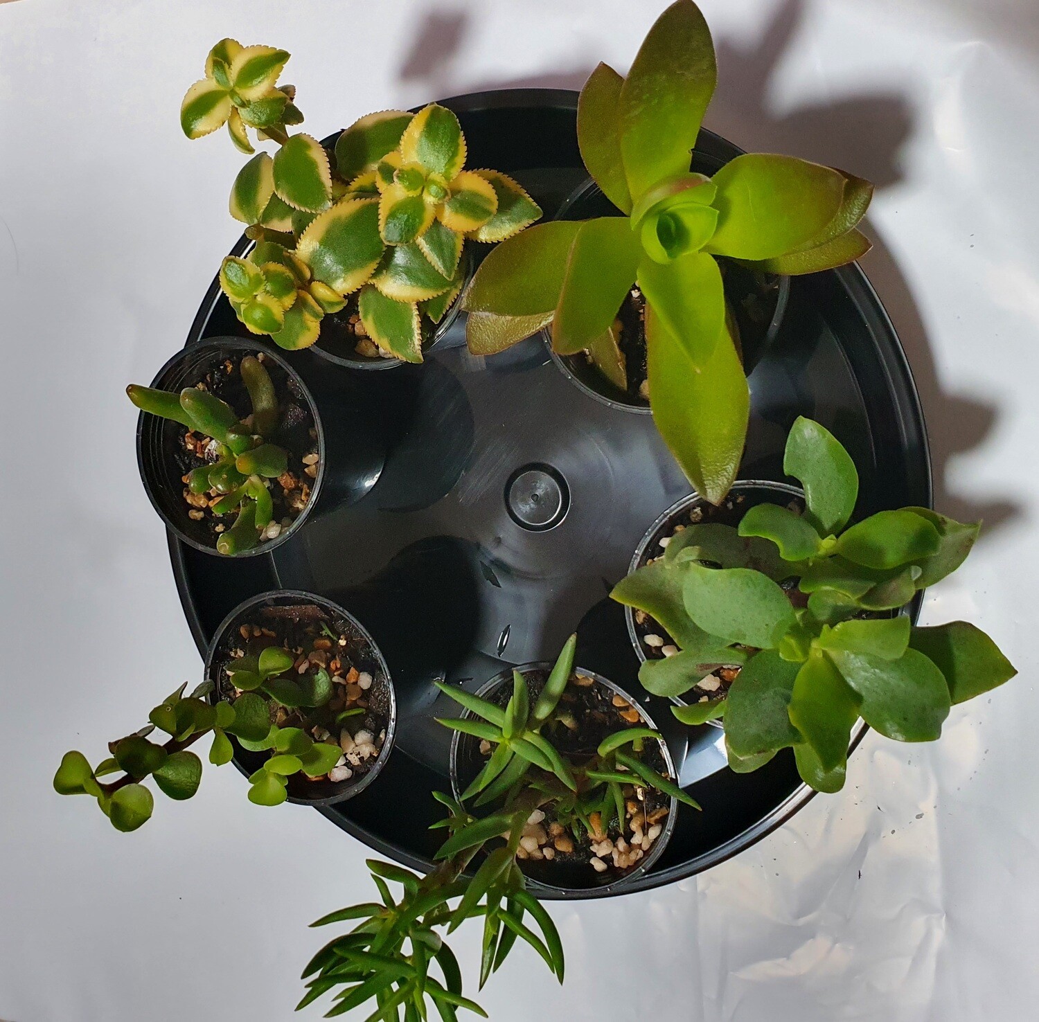 Succulent Delight 6-Pack Variety - Handpicked Crassula &amp; Friends