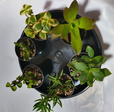 Succulent Delight 6-Pack Variety - Handpicked Crassula &amp; Friends