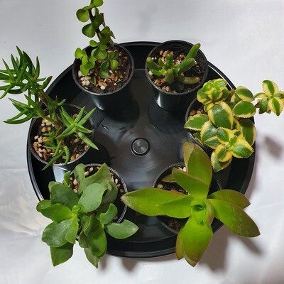 Succulent Delight 6-Pack Variety - Handpicked Crassula &amp; Friends