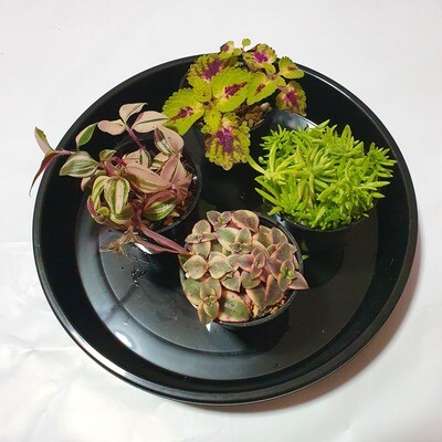 Choice of any Succulent Delight - 4 Variety Pack V1