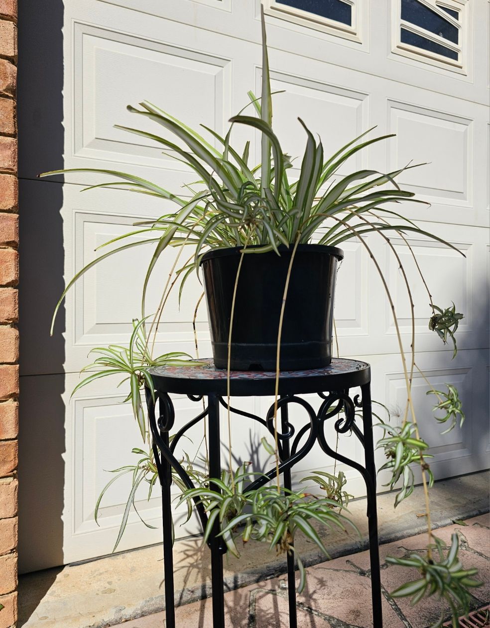 PICKUP ONLY 200mm Pot Air-Purifying ‘Spider Plants’ with babies