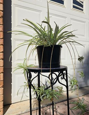 PICKUP ONLY 200mm Pot Air-Purifying ‘Spider Plants’ with babies