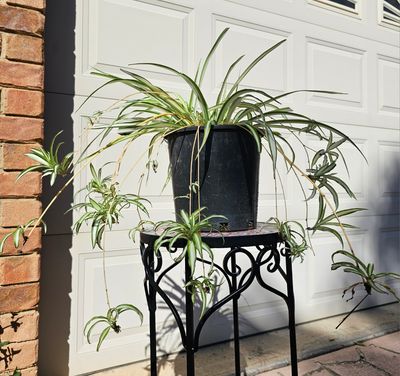 PICKUP ONLY 200mm Pot Air-Purifying ‘Spider Plants’ with babies