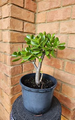 Good Luck Fengshui Crassula Ovata 'Jade Plant