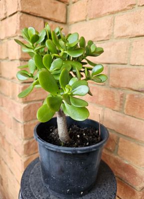 Good Luck Fengshui Crassula Ovata 'Jade Plant Good Luck Fengshui Crassula Ovata 'Jade Plant