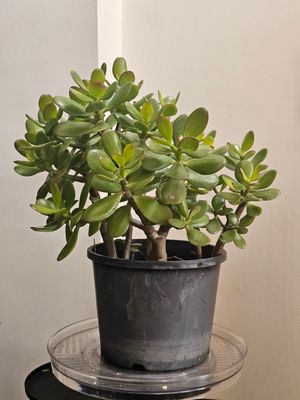 Good Luck Fengshui Crassula Ovata 'Jade Plant Good Luck Fengshui Crassula Ovata 'Jade Plant
