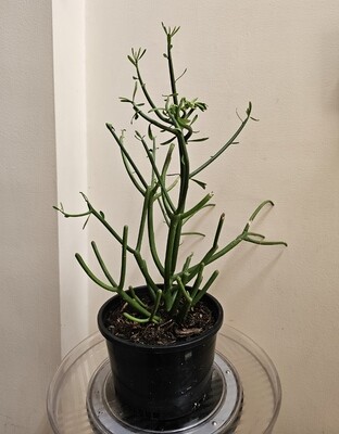 No TLC Needed Euphorbia Tirucalli 'Firestick' No TLC Needed Euphorbia Tirucalli 'Firestick'