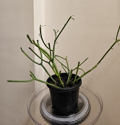 No TLC Needed Euphorbia Tirucalli 'Firestick'