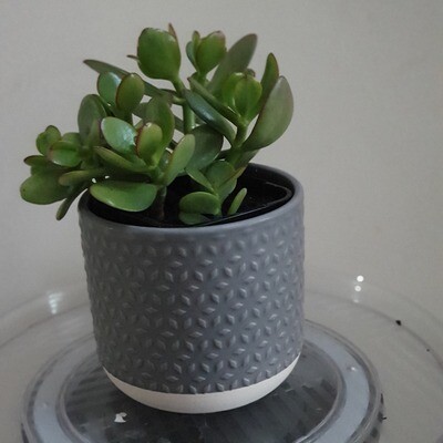 Auspicious Good Luck Fengshui - Crassula Ovata 'Jade Plant'