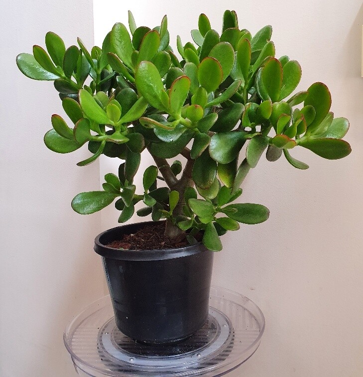Auspicious Good Luck Fengshui - Crassula Ovata 'Jade Plant'