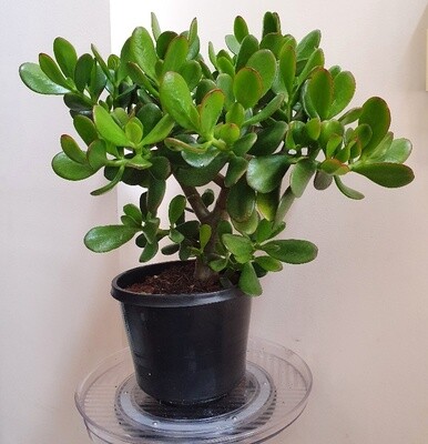 Auspicious Good Luck Fengshui - Crassula Ovata 'Jade Plant'