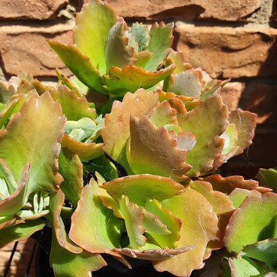 No TLC Kalanchoe Longiflora Coccinea