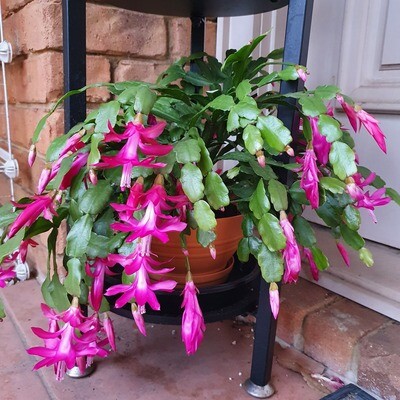 Schlumbergera Buckleyi 'Christmas Cactus'