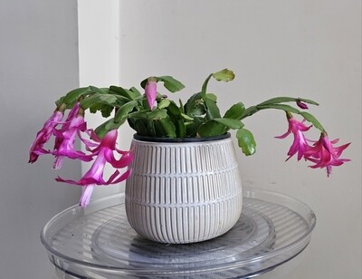 Schlumbergera Buckleyi 'Christmas Cactus' Schlumbergera Buckleyi 'Christmas Cactus'
