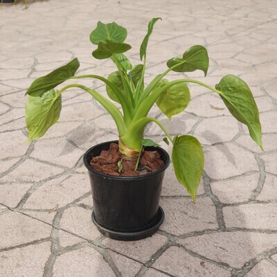 More plants to be listed