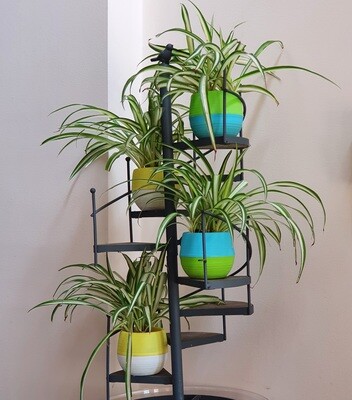 Spider Plant in water pot - no soil no fungus gnats