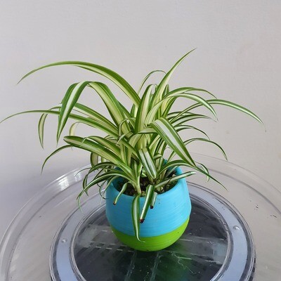 Spider Plant in water pot - no soil no fungus gnats
