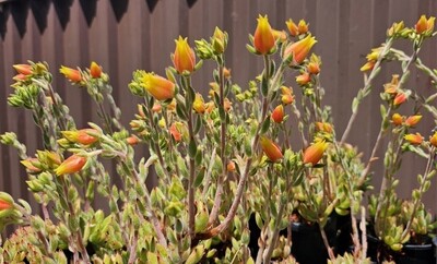 Fuzzy Velvety Succulent Echeveria Set Oliver