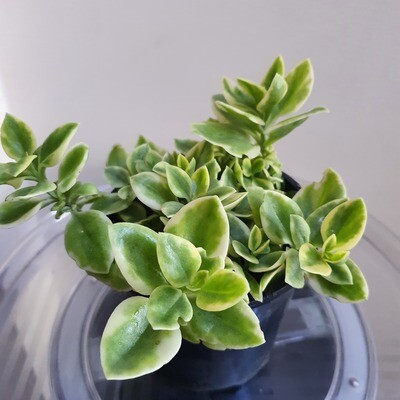 Aptenia Cordifolia Variegata Bright Pink ‘Baby Sunrose’