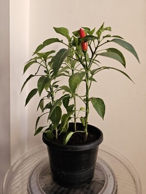 3 in 1 Hot Chilli Plant Seedlings Heat Level 7/10 &amp; 8/10