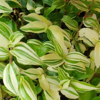 Brighten Your Space with Tradescantia ‘Golden Hill’ – A Golden Foliage Delight!