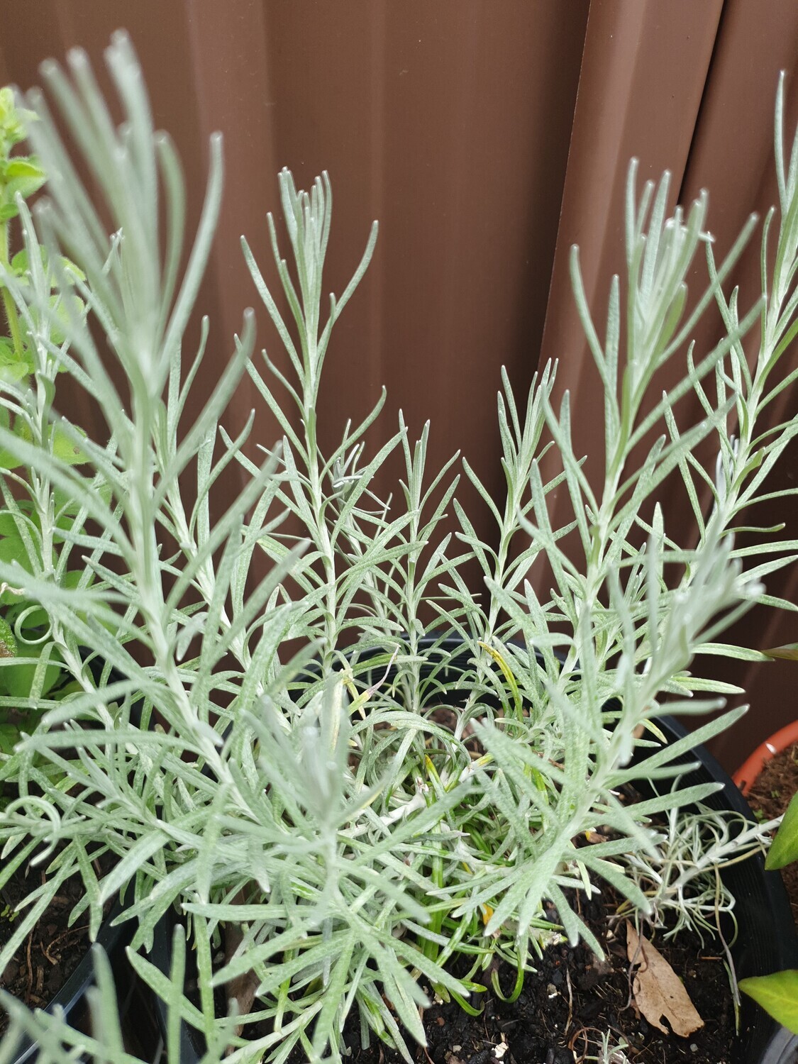 Ornamental Helichrysum Italicum 'Curry Plant'