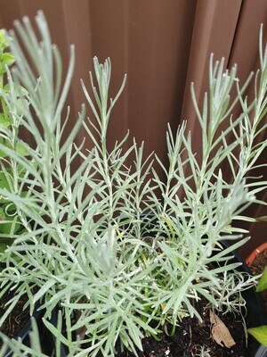 Ornamental Helichrysum Italicum 'Curry Plant'