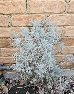 Ornamental Helichrysum Italicum 'Curry Plant'
