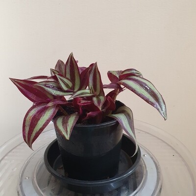 Drought Tolerant Air-Cleaning Tradescantia Zebrina 'Burgundy'