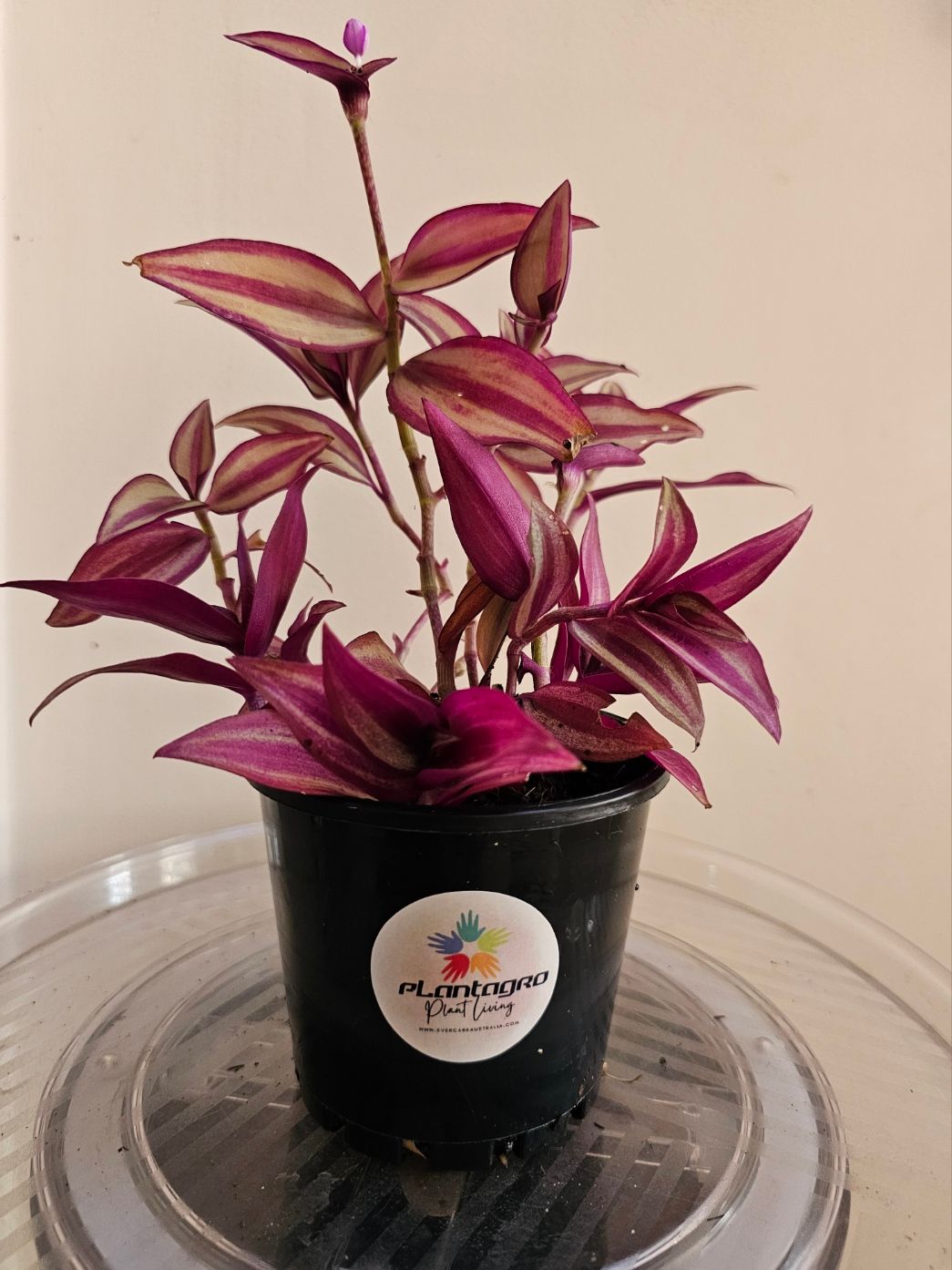Drought Tolerant Air-Cleaning Tradescantia Zebrina 'Burgundy'