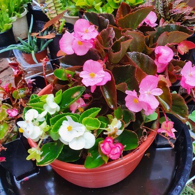 Ever Blooming Begonia Semperflorens 'Begonia Wax'