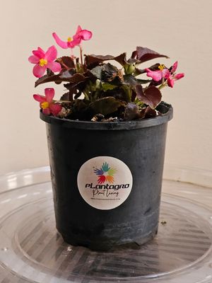 Ever Blooming Begonia Semperflorens 'Begonia Wax'