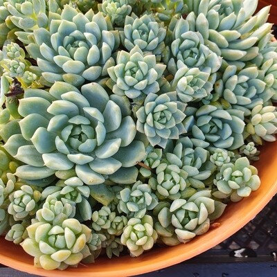 Prolific Growing Succulent Echeveria Prolifica Variegated