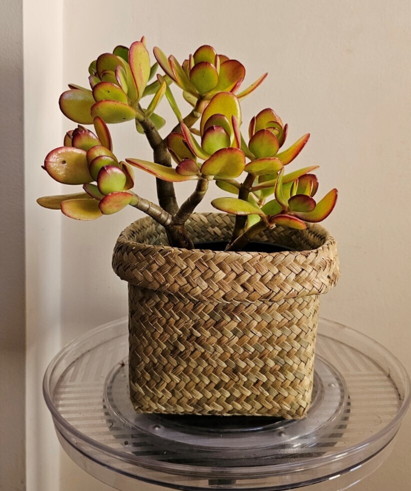 Auspicious Good Luck Fengshui - Crassula Ovata 'Hummel Sunset'