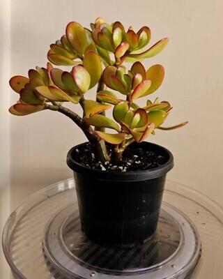 Auspicious Good Luck Fengshui - Crassula Ovata 'Hummel Sunset'
