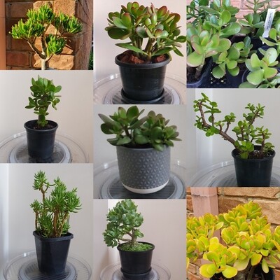 Auspicious Good Luck Fengshui Bonsai Plants - Cuttings only Auspicious Good Luck Fengshui Bonsai Plants - Cuttings only