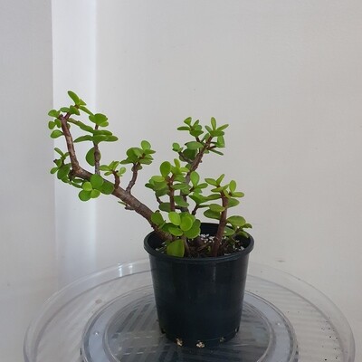 Auspicious Good Luck Fengshui Bonsai Plants - Cuttings only