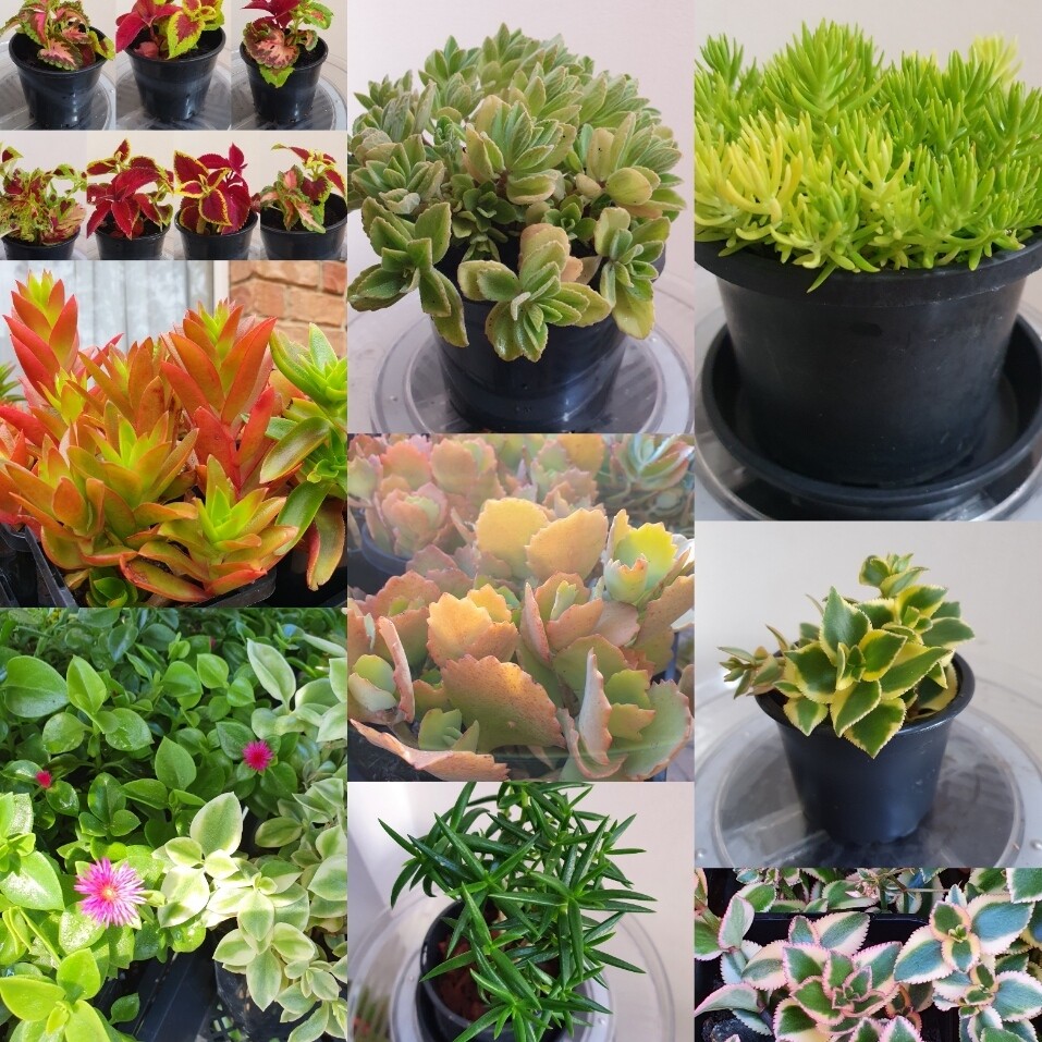 Variety Foliage &amp; Flowering Bare-Rooted Plant Cuttings