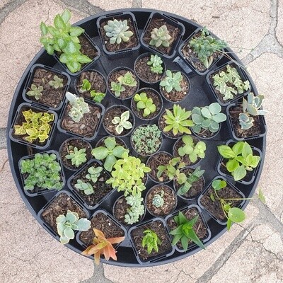 Variety baby plants & succulents - Watch them grow