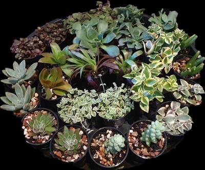 Variety baby plants &amp; succulents - Watch them grow