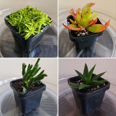 Choice of any Succulent Delight 4 Variety Pack V2