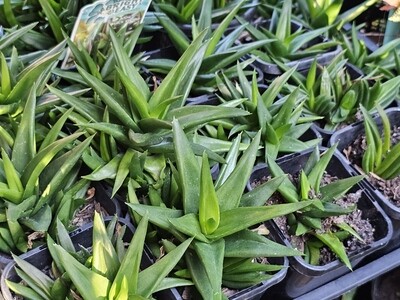 Beautiful Emerald Green Drought Tolerant 'Black Gem' Aloe